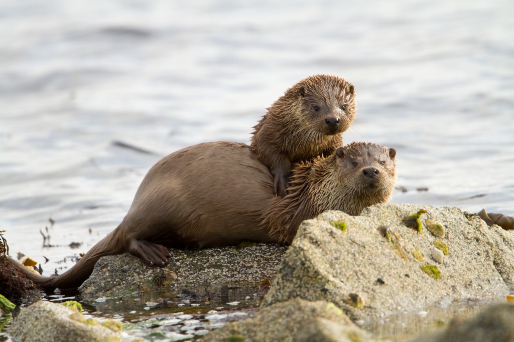 shutterstock_Otters