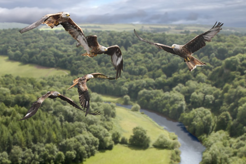 shutterstock_Red Kite