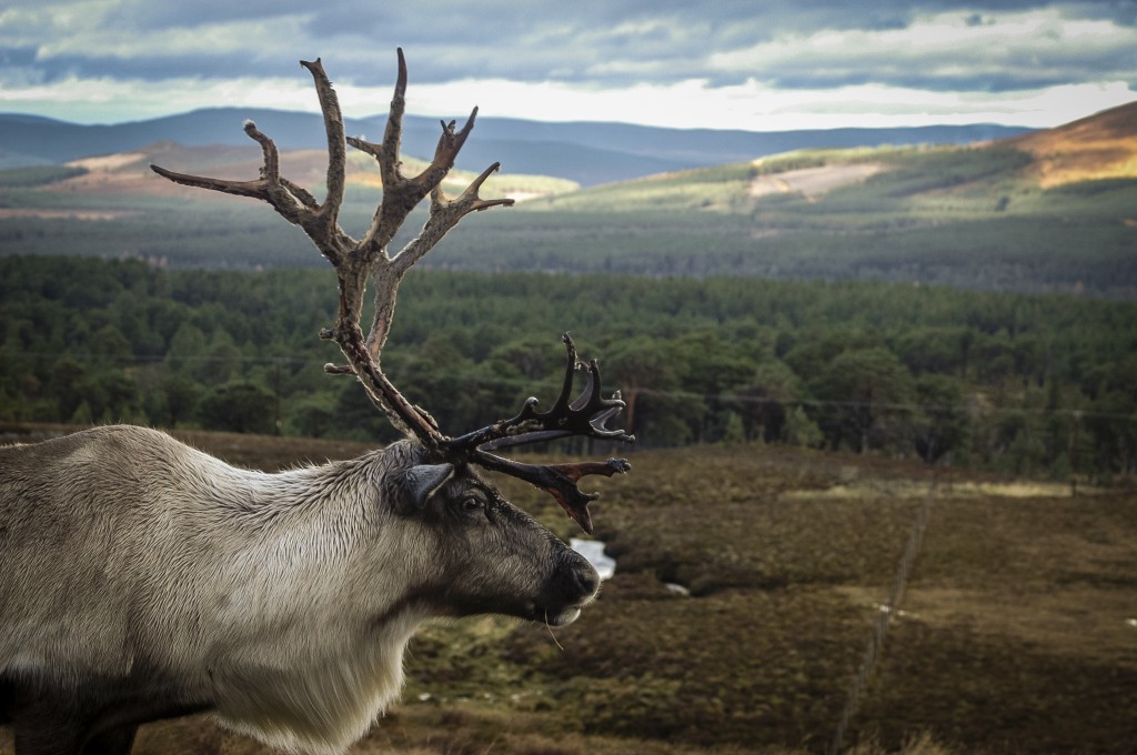 shutterstock_Reindeer, Cairngorms