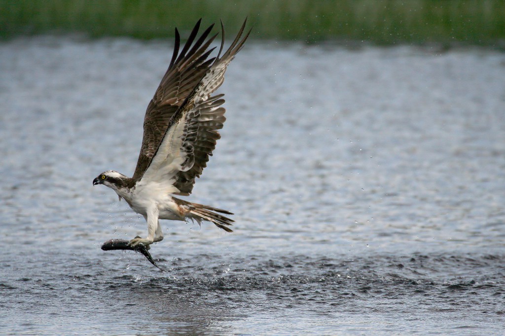 shutterstock_bird of prey