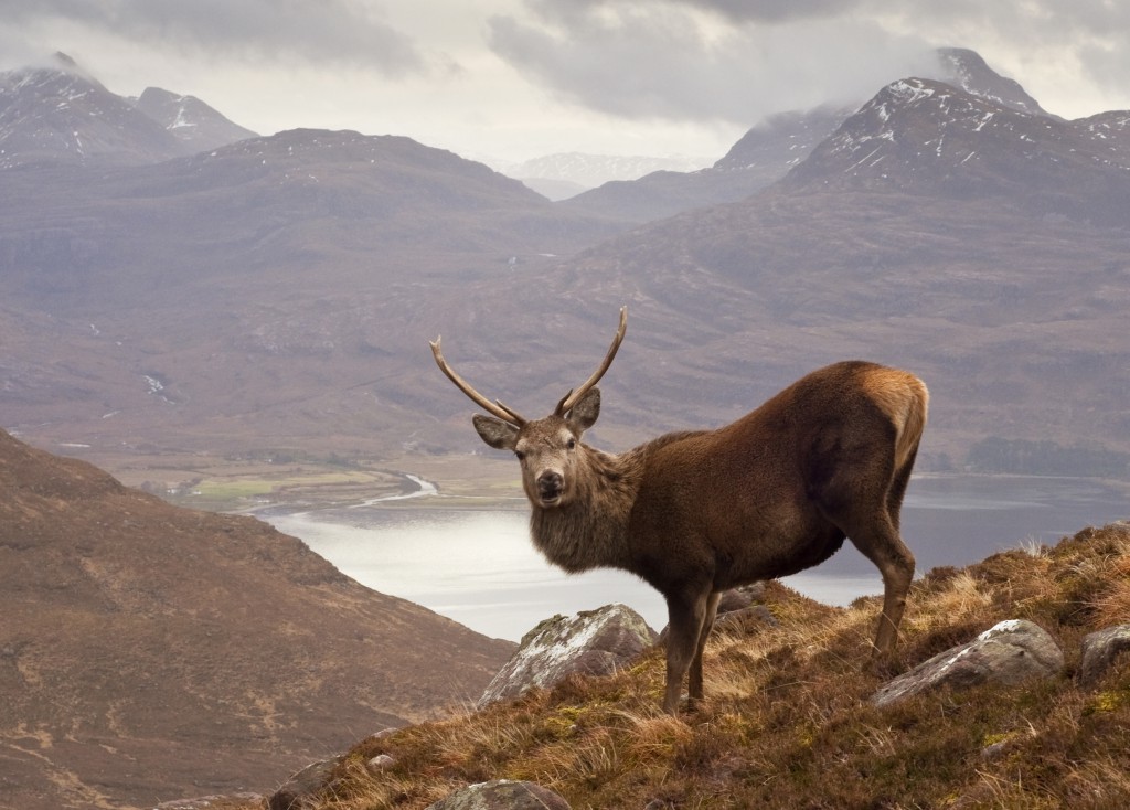 shutterstock_red deer