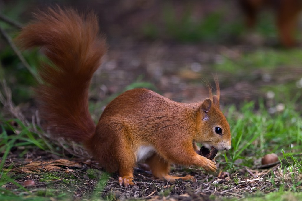 shutterstock_red squirrel