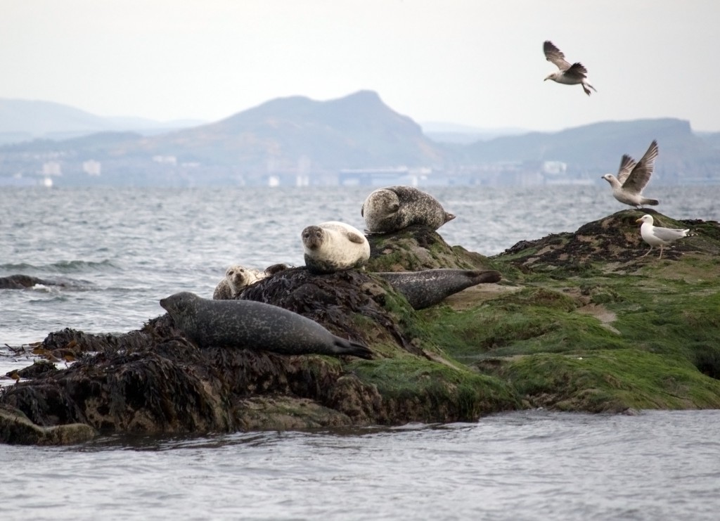 shutterstock_seals