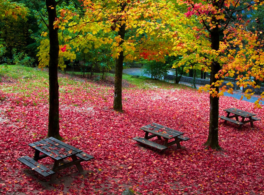 Fall leaves trees at Geres national park, north of Portugal