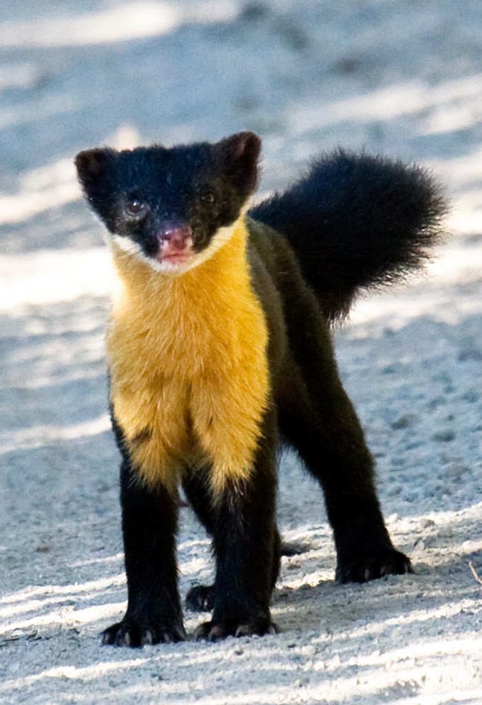 Nilgiri_marten