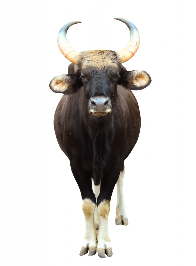 gaur