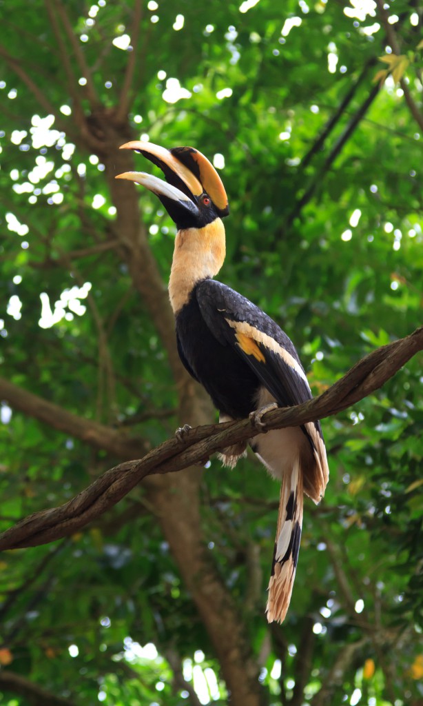 hornbill1