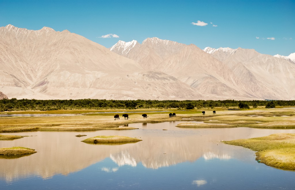 ladakh-yak