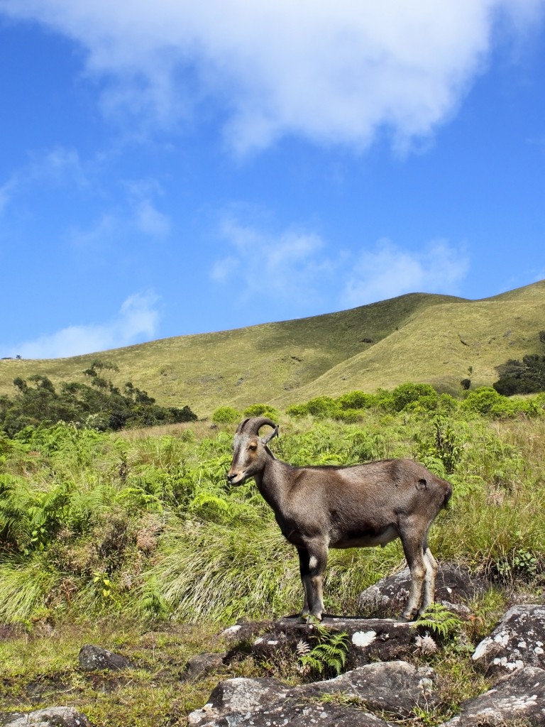 tahr