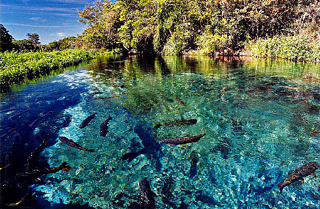 Αποτέλεσμα εικόνας για BONITO, BRAZIL