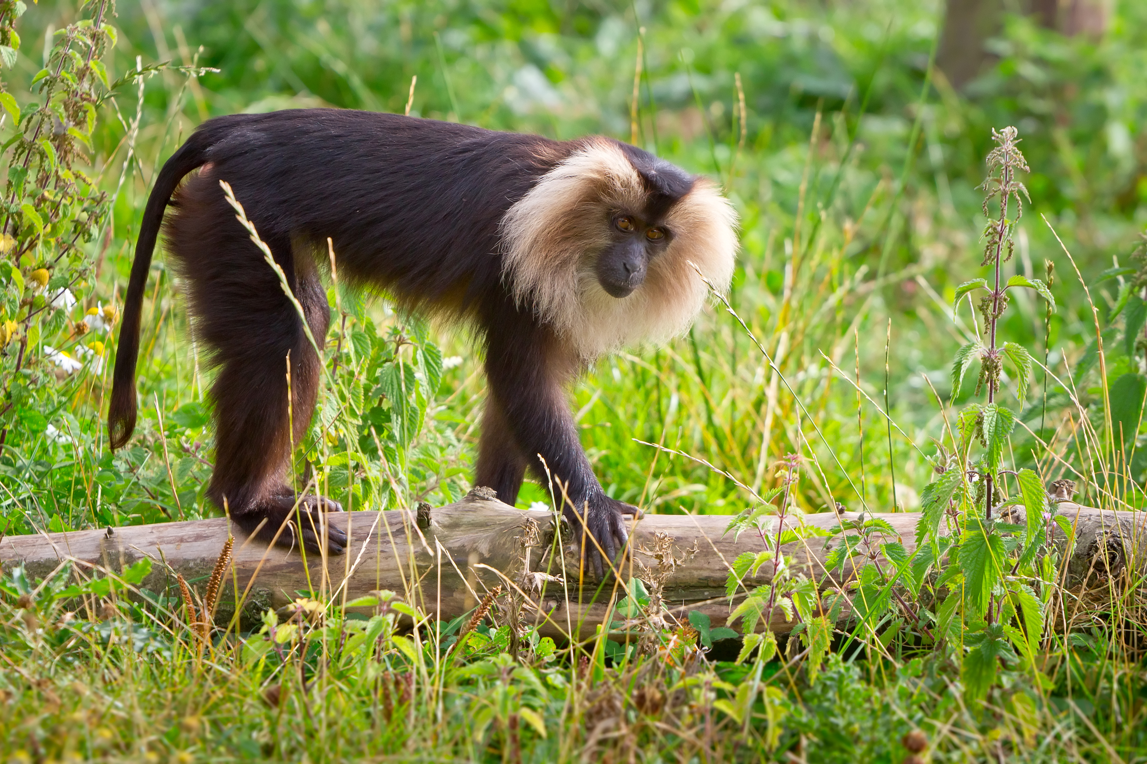 The Western Ghats: A hotspot of Biodiversity in India ...